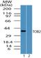 Transducer Of ERBB2, 2 antibody, NBP2-24619, Novus Biologicals, Western Blot image 