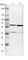 Chaperonin Containing TCP1 Subunit 5 antibody, HPA005958, Atlas Antibodies, Western Blot image 