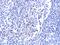 Interleukin 33 antibody, PM-5041, ProSci Inc, Immunohistochemistry frozen image 