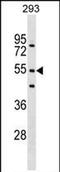 F-Box And WD Repeat Domain Containing 9 antibody, PA5-72004, Invitrogen Antibodies, Western Blot image 