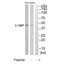 Interleukin 18 Binding Protein antibody, TA313228, Origene, Western Blot image 