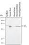 Casein Kinase 1 Gamma 1 antibody, AF3186, R&D Systems, Western Blot image 