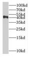 IL-12 antibody, FNab07057, FineTest, Western Blot image 