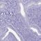 Immunity Related GTPase Cinema antibody, PA5-63810, Invitrogen Antibodies, Immunohistochemistry frozen image 