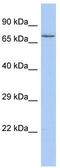 Flavin Adenine Dinucleotide Synthetase 1 antibody, TA331022, Origene, Western Blot image 