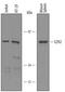 Enhancer Of Zeste 2 Polycomb Repressive Complex 2 Subunit antibody, AF4767, R&D Systems, Western Blot image 