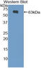 FOS Like 1, AP-1 Transcription Factor Subunit antibody, LS-C293973, Lifespan Biosciences, Western Blot image 