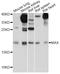 MYC Associated Factor X antibody, A0580, ABclonal Technology, Western Blot image 