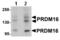 PR/SET Domain 16 antibody, ab106410, Abcam, Western Blot image 