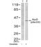 Myogenic Differentiation 1 antibody, GTX79004, GeneTex, Western Blot image 