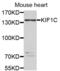 Kinesin Family Member 1C antibody, abx004573, Abbexa, Western Blot image 