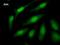 TATA-Box Binding Protein Associated Factor 4b antibody, LS-C342327, Lifespan Biosciences, Immunofluorescence image 