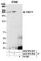 Negative regulator of transcription subunit 1 homolog antibody, A305-787A-M, Bethyl Labs, Immunoprecipitation image 