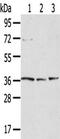 Tyrosylprotein Sulfotransferase 1 antibody, TA351842, Origene, Western Blot image 