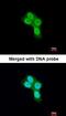 Prohibitin 2 antibody, orb73927, Biorbyt, Immunofluorescence image 