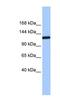 Testis Expressed 2 antibody, NBP1-59977, Novus Biologicals, Western Blot image 