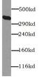 BRCA2 DNA Repair Associated antibody, FNab00944, FineTest, Western Blot image 