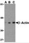 Beta-Actin antibody, 3777, ProSci Inc, Western Blot image 