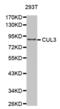 Cullin 3 antibody, abx002271, Abbexa, Western Blot image 