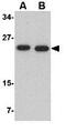 Protein O-Fucosyltransferase 1 antibody, GTX31776, GeneTex, Western Blot image 