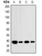 Isocitrate Dehydrogenase (NAD(+)) 3 Alpha antibody, orb382571, Biorbyt, Western Blot image 