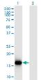 Basic Leucine Zipper ATF-Like Transcription Factor 3 antibody, H00055509-M04, Novus Biologicals, Western Blot image 