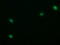 Tripartite Motif Containing 22 antibody, M04221, Boster Biological Technology, Immunofluorescence image 