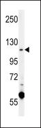 Calcium Voltage-Gated Channel Auxiliary Subunit Alpha2delta 4 antibody, LS-C168260, Lifespan Biosciences, Western Blot image 