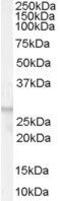 Free Fatty Acid Receptor 1 antibody, PA5-18381, Invitrogen Antibodies, Western Blot image 