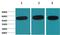 Tubulin Beta 1 Class VI antibody, orb222669, Biorbyt, Western Blot image 