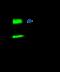 Annexin A5 antibody, GTX02404, GeneTex, Immunoprecipitation image 
