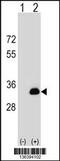 Docking Protein 5 antibody, 58-990, ProSci, Western Blot image 