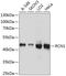 Reticulocalbin 1 antibody, GTX64662, GeneTex, Western Blot image 