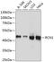 Reticulocalbin-1 antibody, GTX64662, GeneTex, Western Blot image 