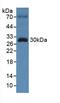 Torsin Family 3 Member A antibody, MBS2005828, MyBioSource, Western Blot image 