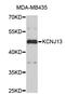 Potassium Voltage-Gated Channel Subfamily J Member 13 antibody, STJ26509, St John