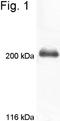 MYO7A antibody, NB120-3481, Novus Biologicals, Western Blot image 