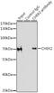Checkpoint Kinase 2 antibody, 13-179, ProSci, Immunoprecipitation image 