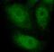 Protein-arginine deiminase type-4 antibody, FNab06105, FineTest, Immunofluorescence image 