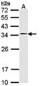 HUS1 Checkpoint Clamp Component antibody, orb69876, Biorbyt, Western Blot image 
