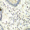 Protein Arginine Methyltransferase 5 antibody, 15-924, ProSci, Immunohistochemistry frozen image 