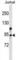 Zinc Finger MYM-Type Containing 6 antibody, abx029708, Abbexa, Western Blot image 