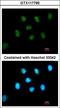 GLIS Family Zinc Finger 1 antibody, LS-C155510, Lifespan Biosciences, Immunofluorescence image 