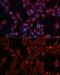 ADAM Metallopeptidase Domain 12 antibody, GTX55491, GeneTex, Immunofluorescence image 