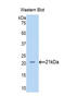 Neuropilin 1 antibody, LS-C305635, Lifespan Biosciences, Western Blot image 