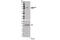 STAT3 antibody, 9134S, Cell Signaling Technology, Western Blot image 