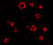 Autophagy Related 16 Like 1 antibody, A00526, Boster Biological Technology, Immunofluorescence image 