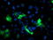 Phosphofructokinase, Platelet antibody, TA503984, Origene, Immunofluorescence image 