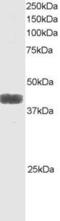 ATF4 antibody, PA5-17989, Invitrogen Antibodies, Western Blot image 