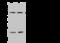 RALY Heterogeneous Nuclear Ribonucleoprotein antibody, 202799-T38, Sino Biological, Western Blot image 